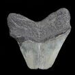 Fossil Megalodon Tooth - Feeding Damaged Tip #53030-1